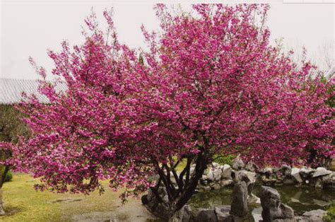 风水树有哪些_常见宅院风水树有哪些,第9张 风水树有哪些_常见宅院风水树有哪些,第9张